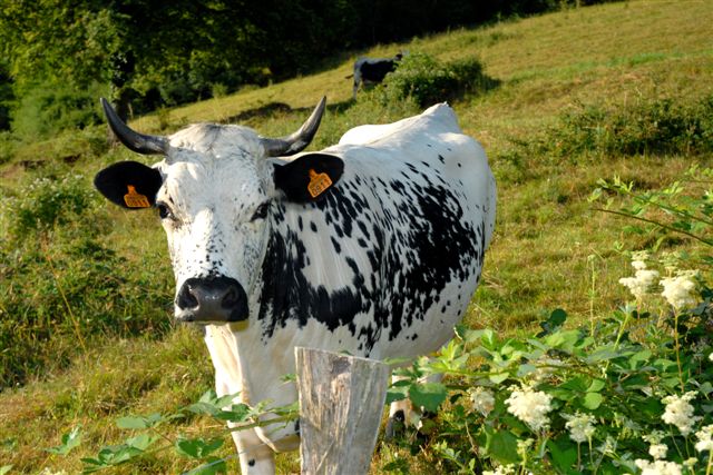 a very pretty cow, "vosgienne" breed