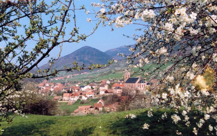 Spring in the valley of Villé